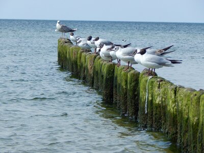 Birds sea water photo