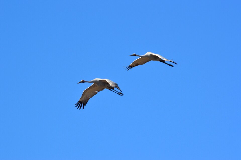 Nature fly pairs