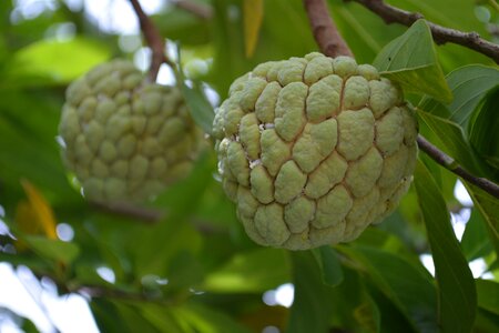 Cambodia custard khmer fruit