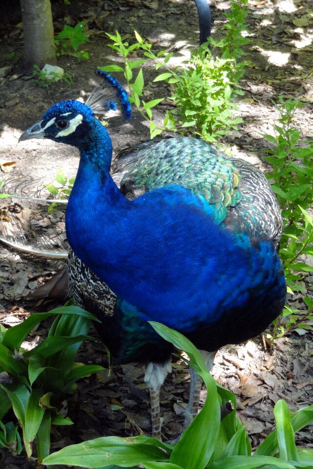 Blue animal feathers