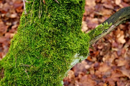 Moss tree forest photo