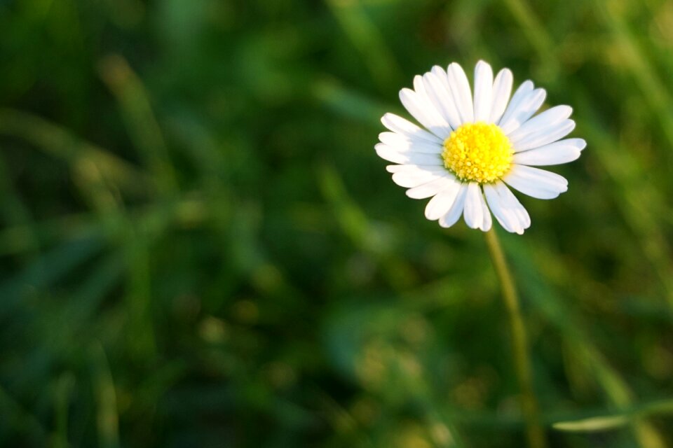Bloom wild flowers in the grass