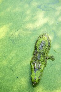 Crocodile green thailand photo