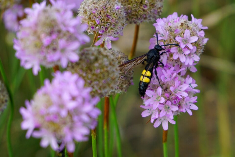 Wasp insect close up