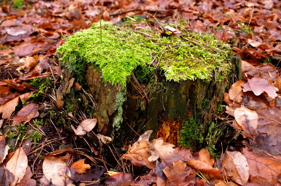 Próchniejący stock moss tree