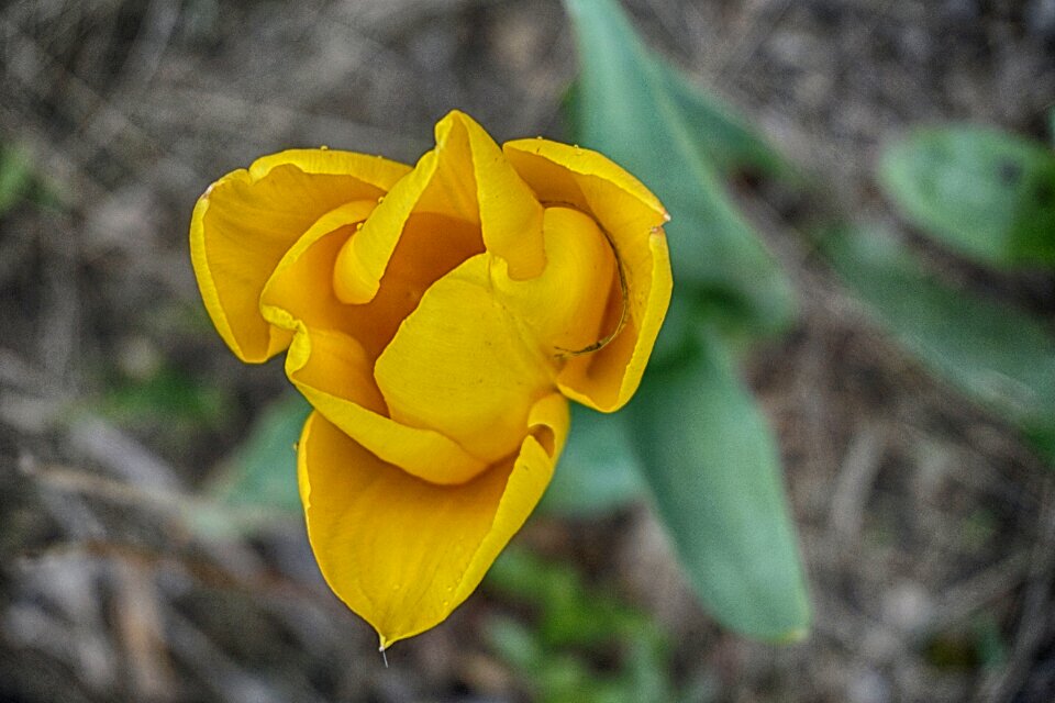 Yellow spring color