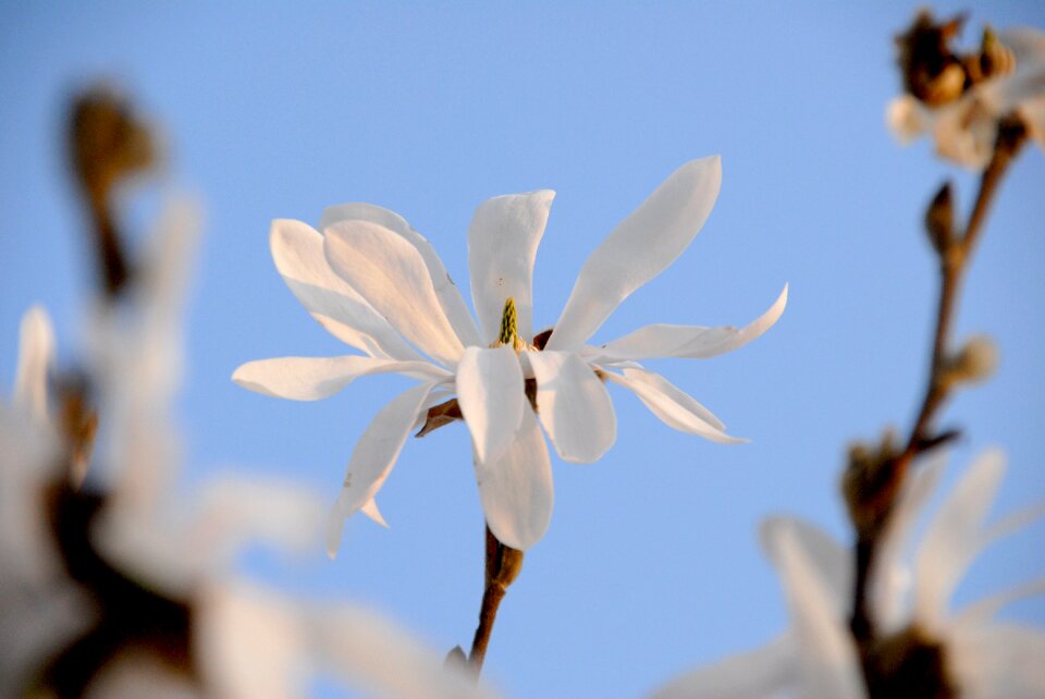 Bloom magnolia spring