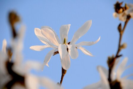 Bloom magnolia spring photo