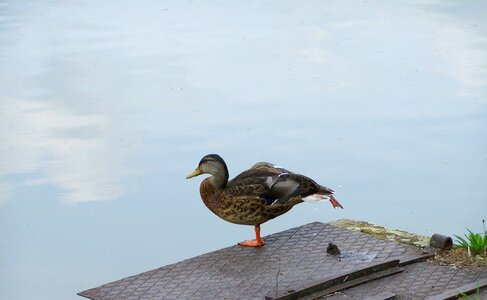 Wild ducks waterfowl nature