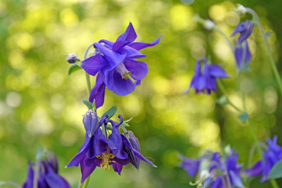 Summer flora blossom