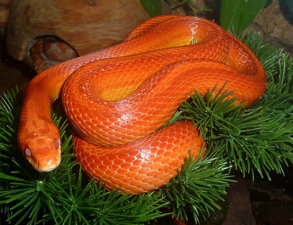 Non toxic scale reptile
