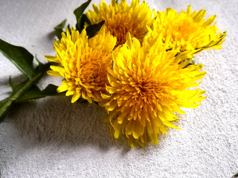 Sonchus oleraceus spring flowers