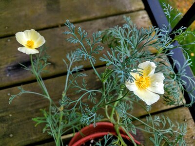 Flower garden
