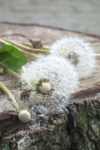 Meadow faded garden