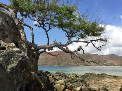 Landscape tree branch photo