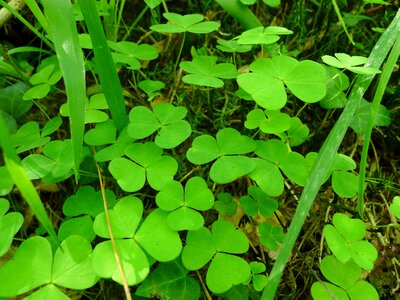 Clover sorrel shamrock