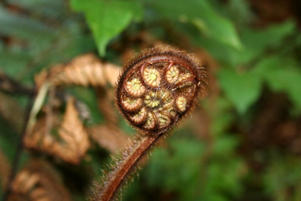 Green plant close up