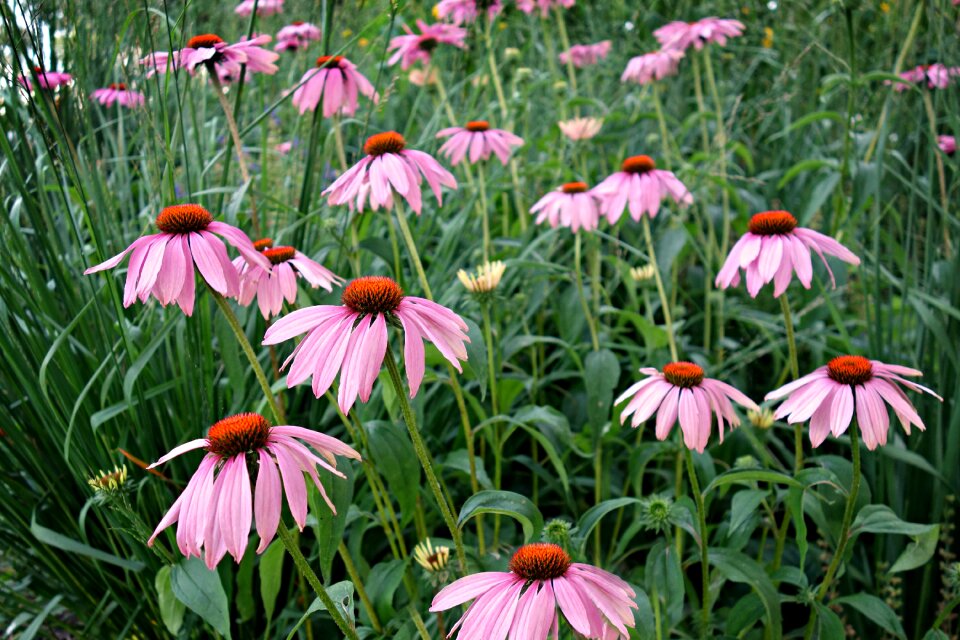 Medicinal homeopathic summer photo