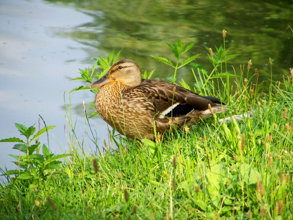 Wild ducks waterfowl nature