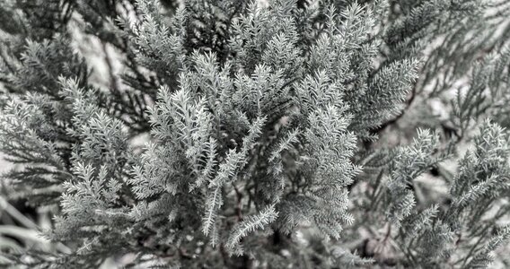 Green sun outdoor