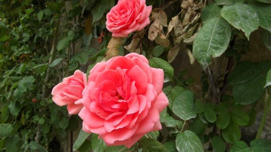 Nature love bloom