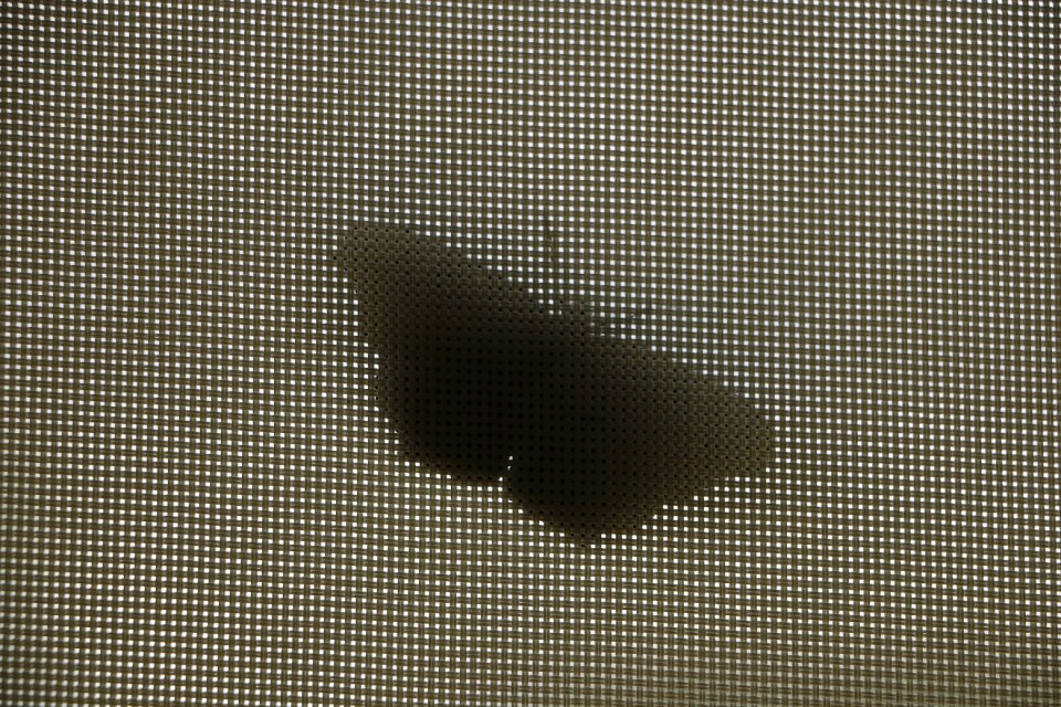 Insect wings shape
