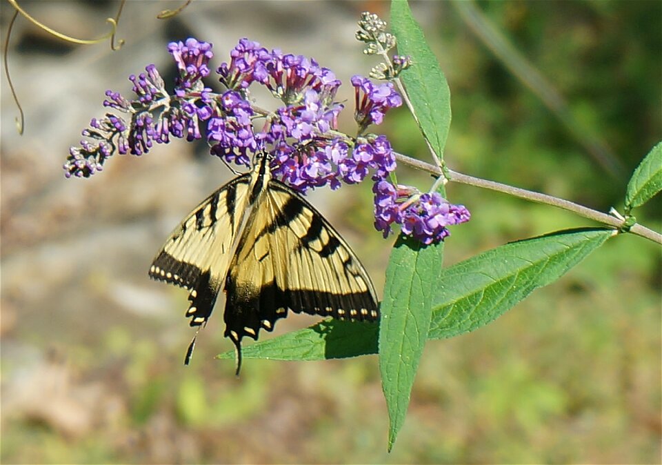 Insect animal flower