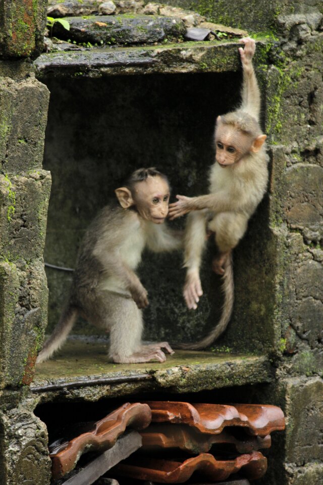 Babies small zoo