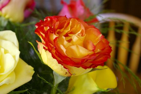 Flower mixed color