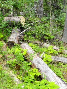 Green leaves logs