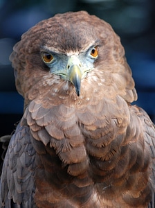 Predator falconry close-up