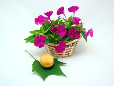 Yellow nature summer