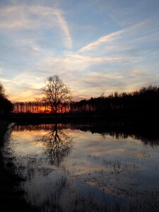 Mirror tree nijman dike photo