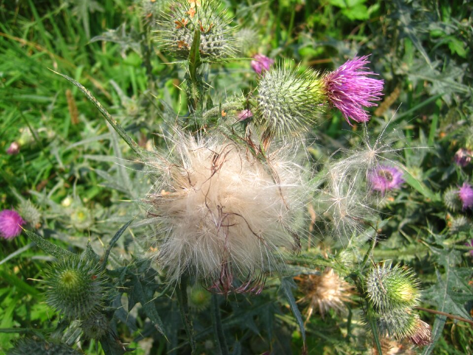 Nature summer season
