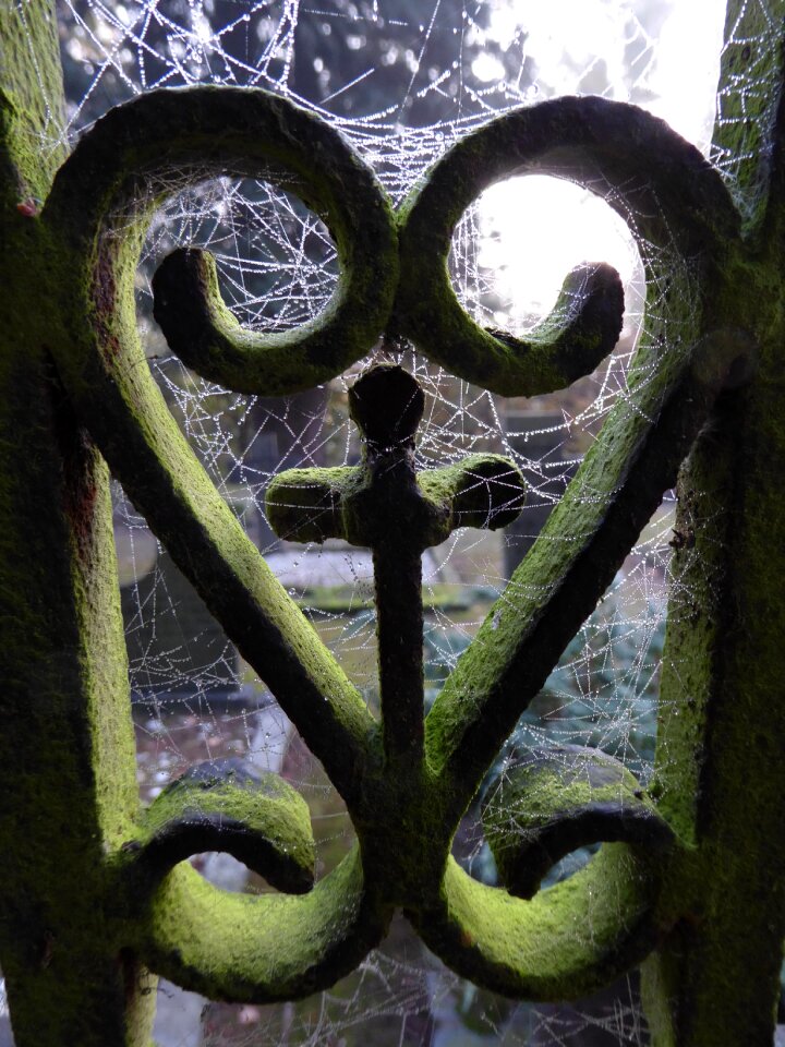 Cemetery spider web old