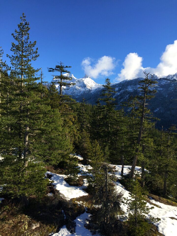 Forest snow evergreen trees photo