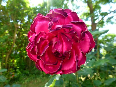 Red flower red rose garden