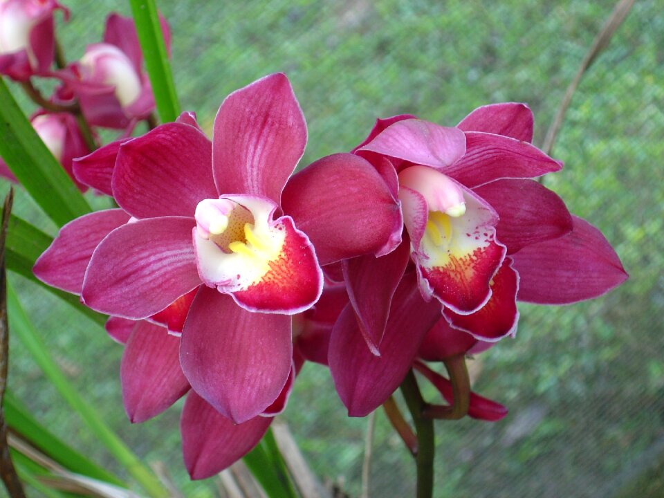 Orquidea orchid pink lilac orchid