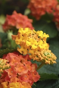 Bloom orange plant