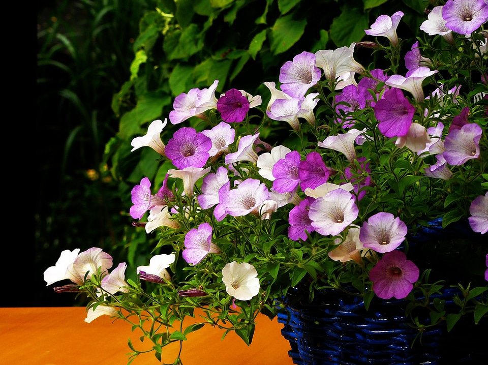 Bloom flowers garden petunia