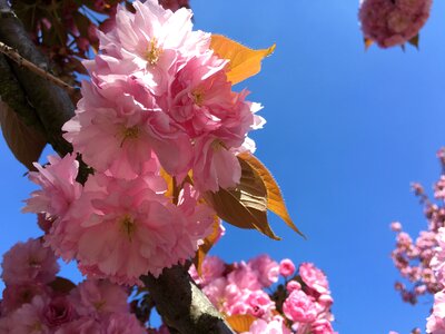 Japanese cherry nature spring flowers photo