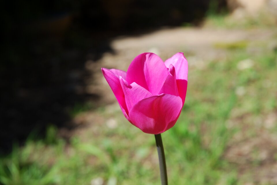 Rose petals pink tulip garden