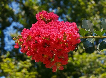 Blossom bloom plant