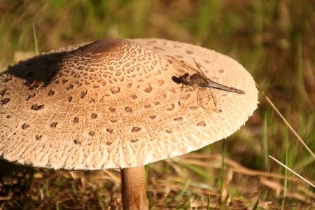 Dragonfly mushroom nature