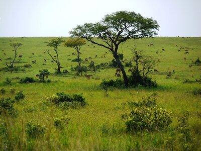 Freedom wide antelope