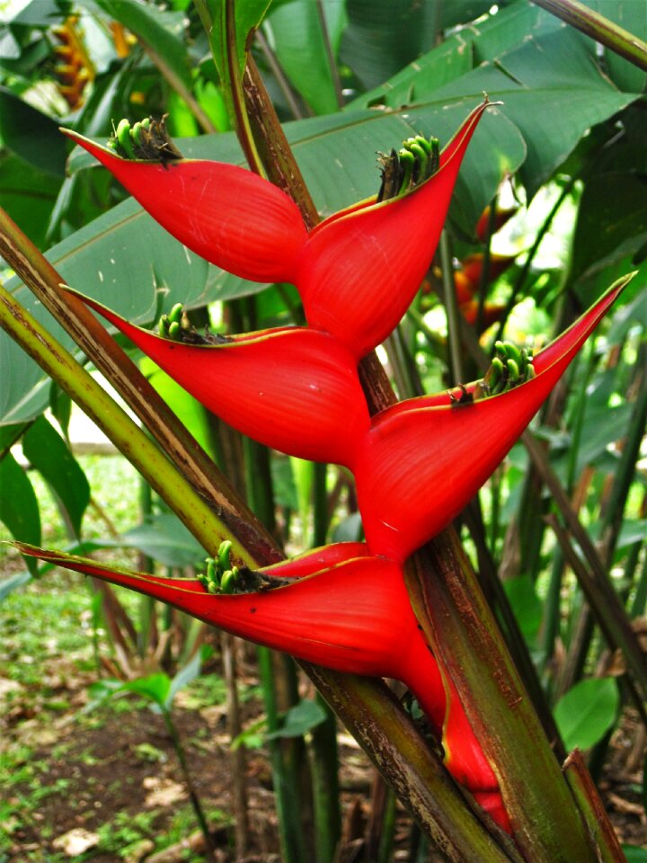 Helikonie plant blossom