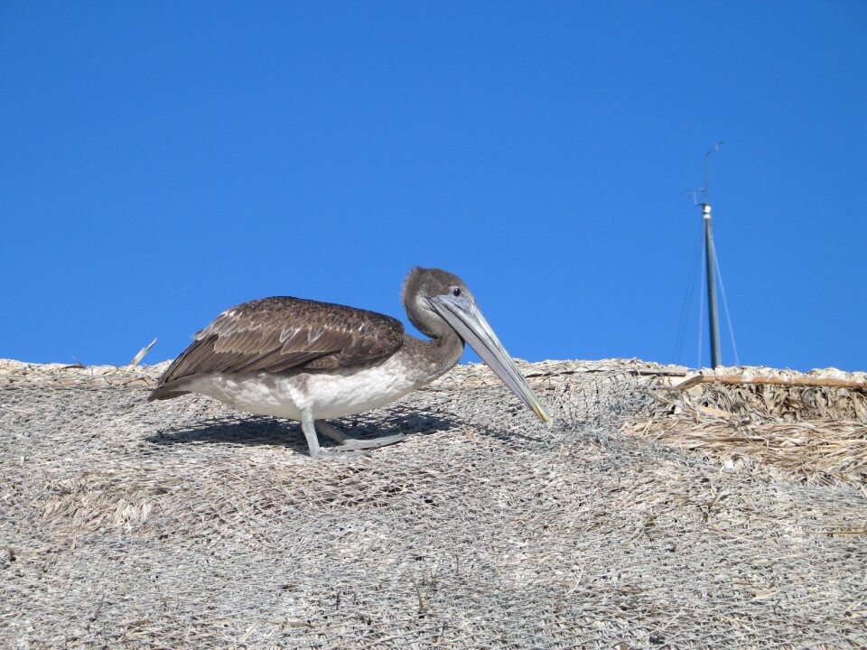 Wildlife animal