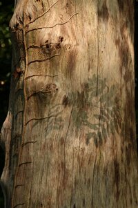 Shadow tree mysterious photo