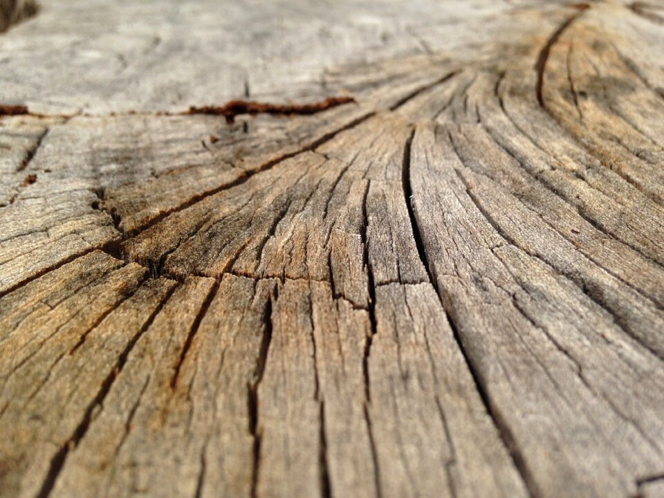 Bark texture trunk