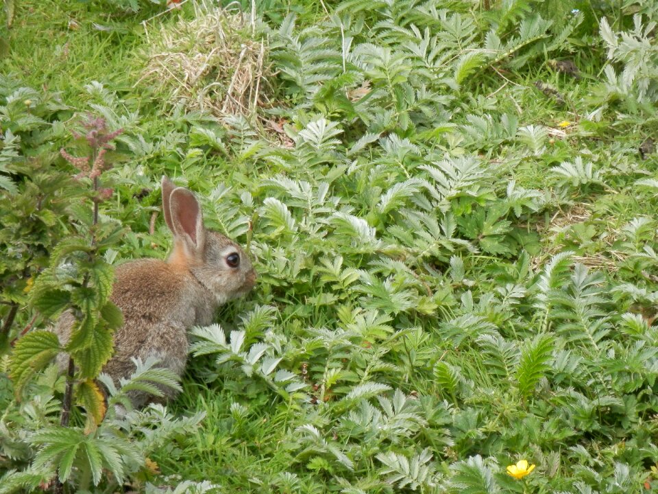 Animal wildlife bunny